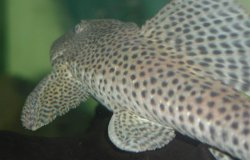 Hypostomus paranensis