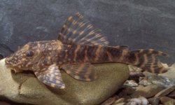 Hypostomus peckoltoides - Click for species data page