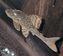 Hypostomus plecostomoides