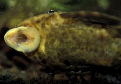 Hypostomus plecostomoides