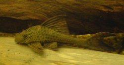 Hypostomus plecostomoides