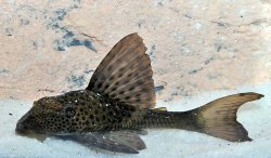 Hypostomus plecostomoides