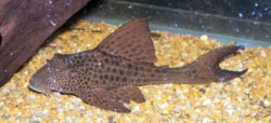 Hypostomus plecostomoides