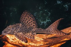 Hypostomus plecostomus