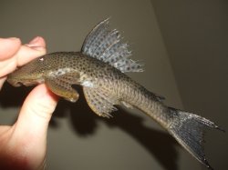 Hypostomus plecostomus