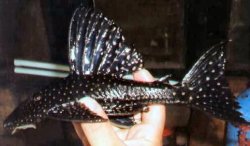 Hypostomus regani