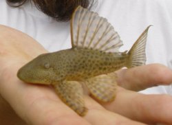 Hypostomus robinii