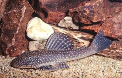 Hypostomus scaphyceps - Click for species page