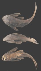 Hypostomus sculpodon - Click for species page