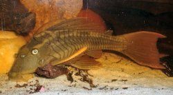 Hypostomus soniae