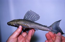 Hypostomus sp. (1) - Click for species page