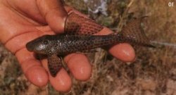 Hypostomus sp. (2) - Click for species page