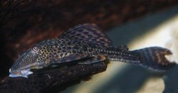 Hypostomus sp. (4) - Click for species page