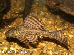 Hypostomus sp. (8) - Click for species page