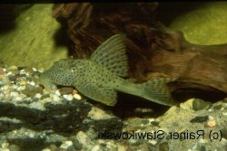Hypostomus sp. (L117) - Click for species page