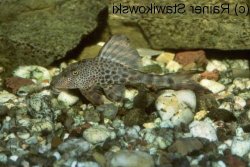 Hypostomus sp. (L145) - Click for species page