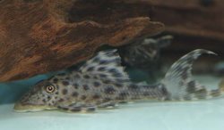 Hypostomus sp. (L227) - Click for species page