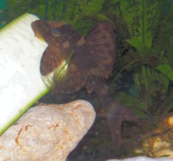 Hypostomus sp. (L229)