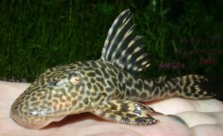 Hypostomus sp. (L245) - Click for species page