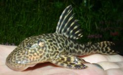 Hypostomus sp. (L245) - Click for species page