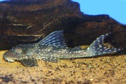 Hypostomus sp. (L246) - Click for species page