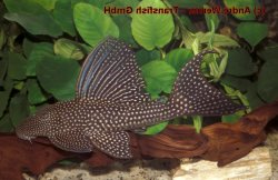Hypostomus sp. (L311) - Click for species page
