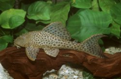 Hypostomus sp. (L356) - Click for species page