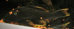 Hypostomus sp. (L360)