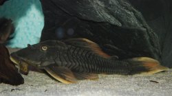 Hypostomus sp. (L360)