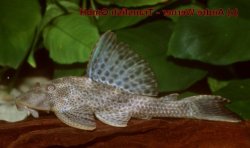 Hypostomus sp. (L379) - Click for species page