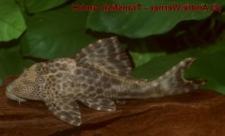 Hypostomus sp. (L381) - Click for species page