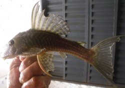 Hypostomus sp. (LDA055)