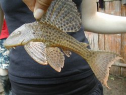 Hypostomus sp. `RIO PAYAMINO`