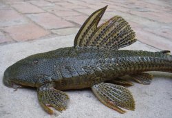 Hypostomus sp. `RIO PILCOMAYO`