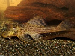 Hypostomus sp. `RIO URARICOERA` - Click for species page