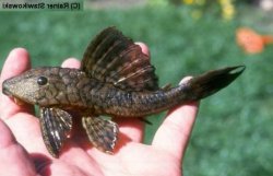 Hypostomus sp. (L077) - Click for species page
