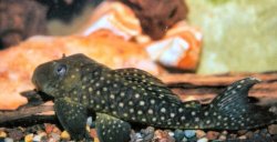 Hypostomus sp. (L101) - Click for species page