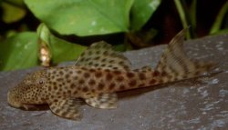 Hypostomus sp. (L346) - Click for species page