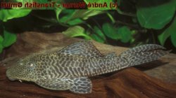Hypostomus sp. (L388) - Click for species page