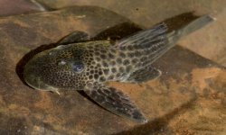 Hypostomus topavae - Click for species page