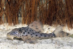 Hypostomus weberi - Click for species page