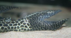Isorineloricaria acuarius