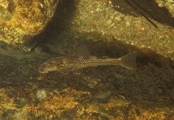 Kronichthys subteres