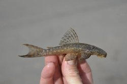 Lasiancistrus guacharote - Click for species data page