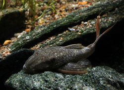 Lasiancistrus heteracanthus