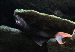 Lasiancistrus heteracanthus