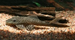 Lasiancistrus sp. (L033) - Click for species page