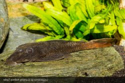 Lasiancistrus sp. (L479) - Click for species page