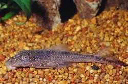 Lasiancistrus sp. (L228) - Click for species page