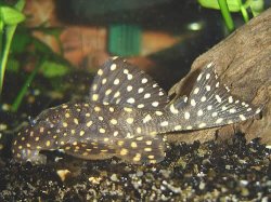 Leporacanthicus cf. galaxias(l007) - Click for species data page